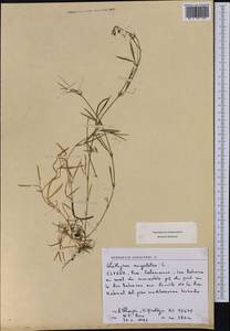 Lathyrus angulatus L., Западная Европа (EUR) (Испания)