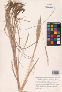 Koeleria pyramidata subsp. pyramidata, Восточная Европа, Западный район (E3) (Россия)