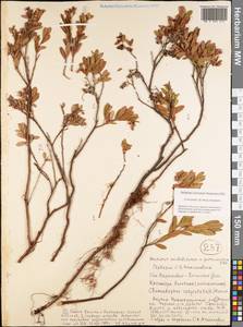 Хамедафна обыкновенная, Болотный мирт (L.) Moench, Сибирь, Якутия (S5) (Россия)