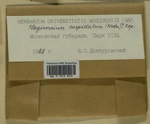 Plagiomnium cuspidatum (Hedw.) T.J. Kop., Гербарий мохообразных, Мхи - Москва и Московская область (B6a) (Россия)