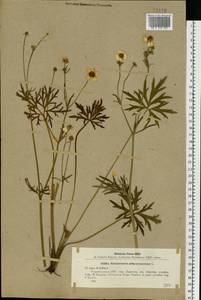 Лютик многоцветковый L., Восточная Европа, Северо-Украинский район (E11) (Украина)