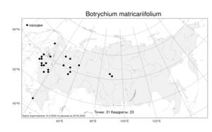 Botrychium matricariifolium, Гроздовник ромашколистный (Döll) A. Braun ex Koch, Атлас флоры России (FLORUS) (Россия)