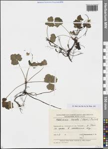 Geum ternatum subsp. ternatum, Сибирь, Дальний Восток (S6) (Россия)