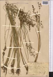 Ситник членистый L., Средняя Азия и Казахстан, Западный Тянь-Шань и Каратау (M3) (Узбекистан)