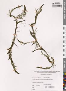 Уруть мутовчатая L., Сибирь, Чукотка и Камчатка (S7) (Россия)