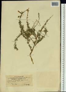 Карагана карликовая (L.) DC., Сибирь, Алтай и Саяны (S2) (Россия)