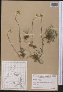 Antennaria howellii subsp. neodioica (Greene) R. J. Bayer, Америка (AMER) (Канада)