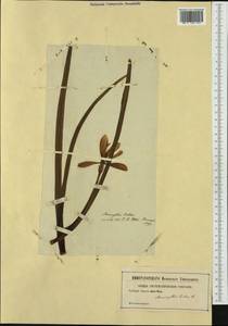 Sternbergia lutea (L.) Ker Gawl. ex Spreng., Западная Европа (EUR) (Неизвестно)