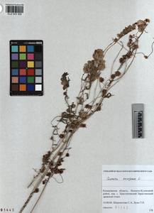 KUZ 003 358, Повилика европейская L., Сибирь, Алтай и Саяны (S2) (Россия)