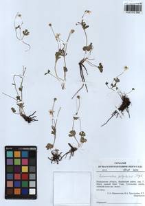 Ranunculus demissus DC., Сибирь, Алтай и Саяны (S2) (Россия)