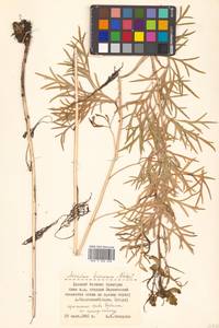 Борец корейский (H.Lév.) Rapaics, Сибирь, Дальний Восток (S6) (Россия)