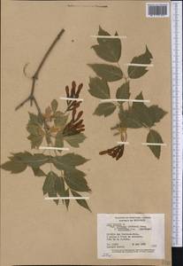 Acer negundo var. interior (Britton) Sarg., Америка (AMER) (Канада)