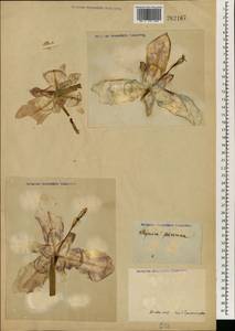 Tigridia pavonia (L.f.) Redouté, Зарубежная Азия (ASIA) (Неизвестно)