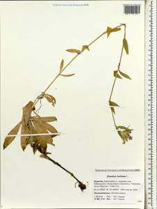 Гвоздика бородатая L., Сибирь, Прибайкалье и Забайкалье (S4) (Россия)