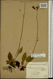 Hieracium fuscocinereum subsp. sagittatum (Lindeb.) S. Bräut., Восточная Европа, Северо-Западный район (E2) (Россия)