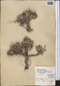 Astragalus plumbeus (Nevski) Gontsch., Средняя Азия и Казахстан, Памир и Памиро-Алай (M2) (Таджикистан)