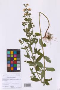 Зверобой волосистый, Зверобой жестковолосый L., Восточная Европа, Московская область и Москва (E4a) (Россия)