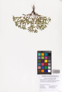 MHA 0 008 307, Thymus pannonicus All., Восточная Европа, Нижневолжский район (E9) (Россия)