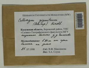 Calliergon giganteum (Schimp.) Kindb., Гербарий мохообразных, Мхи - Центральное Нечерноземье (B6) (Россия)
