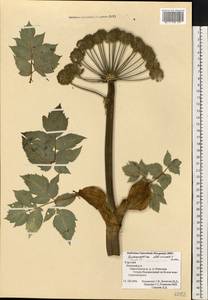 Дудник лекарственный, Дягиль лекарственный L., Восточная Европа, Северный район (E1) (Россия)