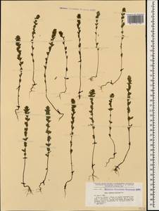 Очанка гребенчатая Ten., Кавказ, Грузия (K4) (Грузия)