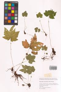 Таволга камчатская (Pall.) Maxim., Сибирь, Дальний Восток (S6) (Россия)