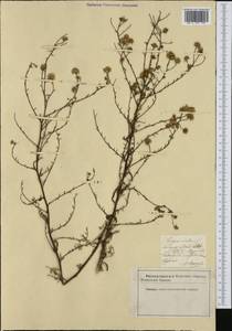 Pulicaria sicula (L.) Moris, Западная Европа (EUR) (Италия)