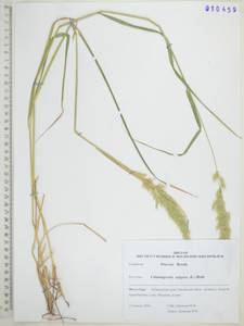 Вейник наземный (L.) Roth, Сибирь, Дальний Восток (S6) (Россия)