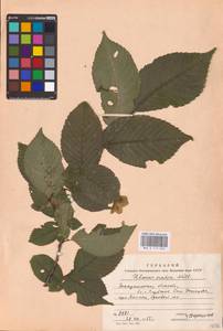 Вяз голый, Вяз шершавый Huds., Восточная Европа, Западно-Украинский район (E13) (Украина)