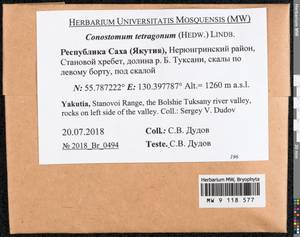 Conostomum tetragonum (Hedw.) Lindb., Гербарий мохообразных, Мхи - Якутия (B19) (Россия)