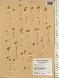 Лагеция кминовидная L., Зарубежная Азия (ASIA) (Кипр)