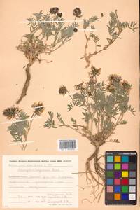 Астрагал Тугаринова Basil., Сибирь, Чукотка и Камчатка (S7) (Россия)