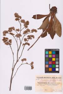 Кермек Гмелина (Willd.) Kuntze, Восточная Европа, Северо-Украинский район (E11) (Украина)
