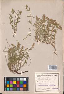 MHA 0 157 148, Thymus pannonicus All., Восточная Европа, Средневолжский район (E8) (Россия)