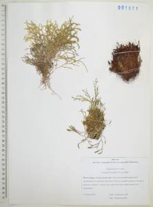 Плаунок северный (Kaulf.) Spring, Сибирь, Дальний Восток (S6) (Россия)