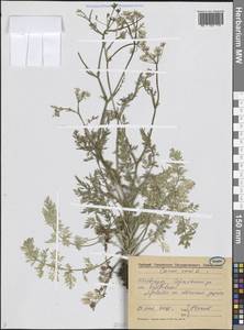 Тмин обыкновенный L., Восточная Европа, Волжско-Камский район (E7) (Россия)