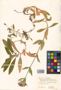 Гвоздика бородатая L., Восточная Европа, Московская область и Москва (E4a) (Россия)