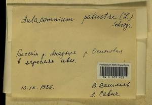 Aulacomnium palustre (Hedw.) Schwägr., Гербарий мохообразных, Мхи - Чукотка и Камчатка (B21) (Россия)