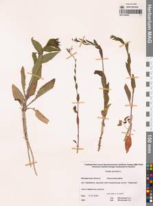 Catolobus pendulus (L.) Al-Shehbaz, Сибирь, Чукотка и Камчатка (S7) (Россия)