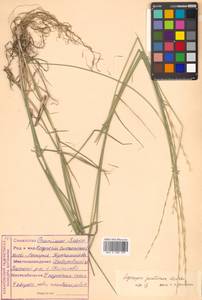 Pseudoroegneria reflexiaristata (Nevski) A.N.Lavrenko, Сибирь, Дальний Восток (S6) (Россия)