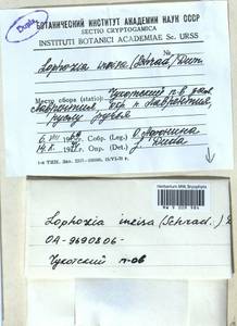 Schistochilopsis incisa (Schrad.) Konstant., Гербарий мохообразных, Мхи - Чукотка и Камчатка (B21) (Россия)