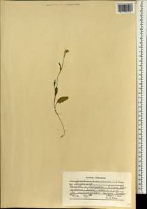 Гулявник капустовидный C.A. Mey., Зарубежная Азия (ASIA) (Афганистан)