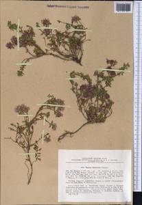 Thymus dmitrievae Gamajun., Средняя Азия и Казахстан, Северный и Центральный Тянь-Шань (M4) (Казахстан)