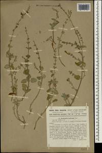 Scutellaria tomentosa Bertol., Зарубежная Азия (ASIA) (Израиль)