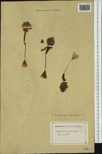 Colchicum alpinum DC., Западная Европа (EUR) (Швейцария)