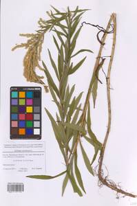 Золотарник канадский L., Восточная Европа, Московская область и Москва (E4a) (Россия)