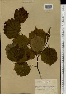 Орешник маньчжурский, Лещина маньчжурская (Maxim.) C.K.Schneid., Сибирь, Дальний Восток (S6) (Россия)