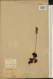 Грушанка малая L., Восточная Европа, Северо-Украинский район (E11) (Украина)