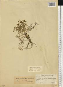 Триния щетинисто-волосистая, Триния щетинистоволосая Hoffm., Восточная Европа, Нижневолжский район (E9) (Россия)