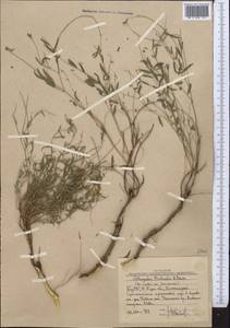Astragalus michaelis Boriss., Средняя Азия и Казахстан, Западный Тянь-Шань и Каратау (M3) (Узбекистан)